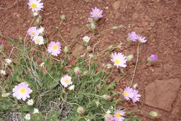 Mojave asters [mon apr 29 08:31:57 mdt 2019]